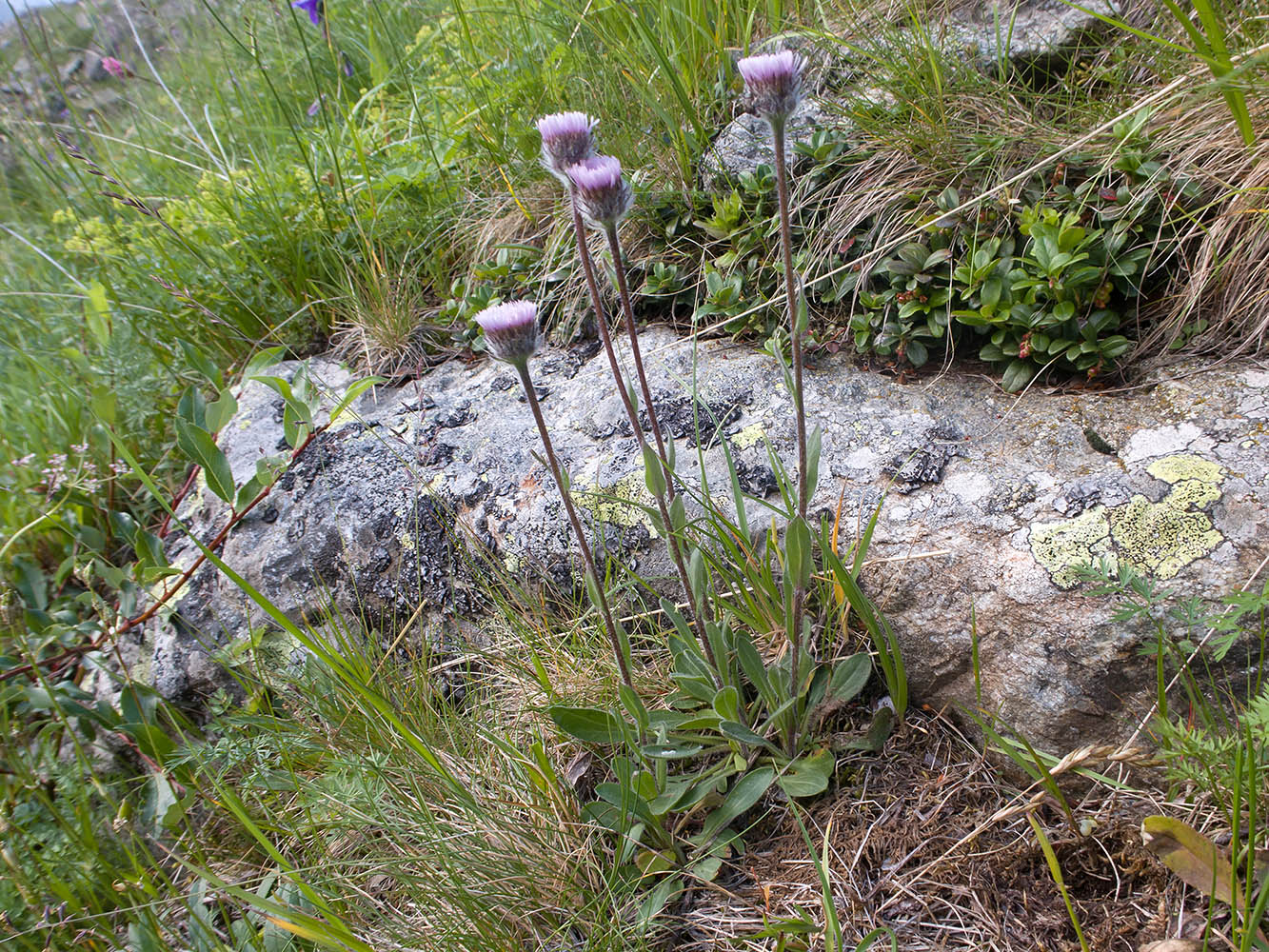 Image of Erigeron uniflorus specimen.