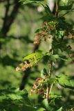 Ribes spicatum