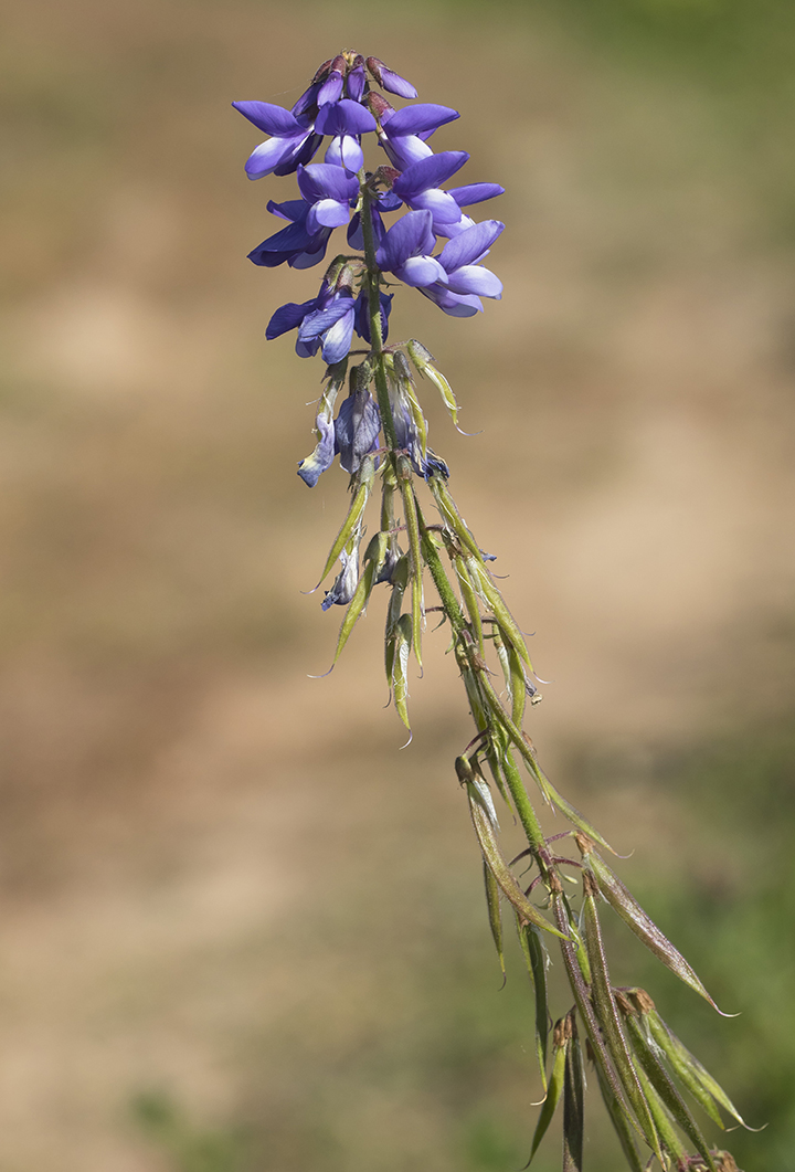 Image of Galega orientalis specimen.