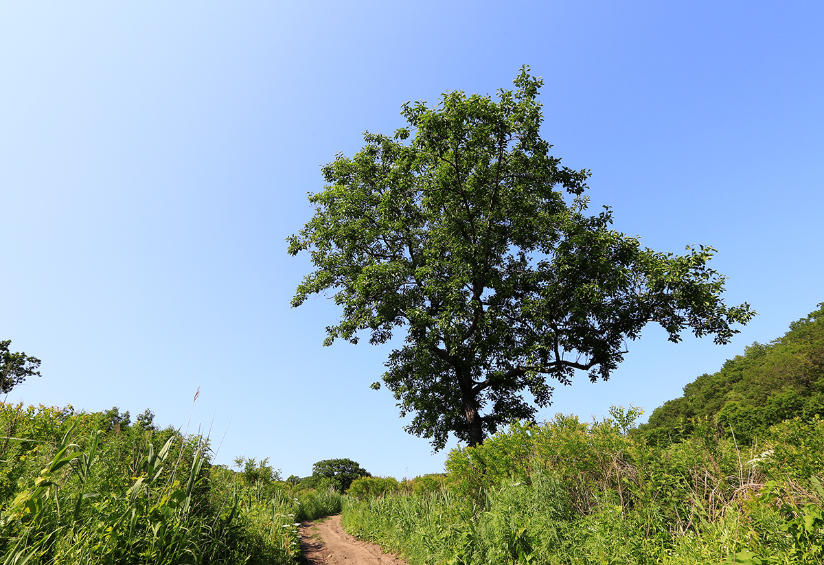 Изображение особи Alnus japonica.