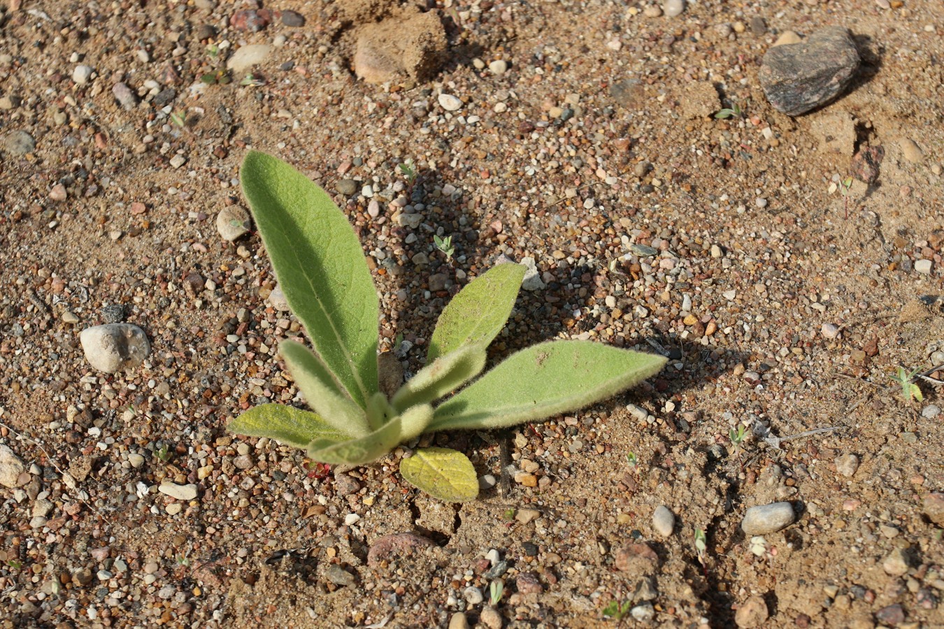 Изображение особи Verbascum thapsus.