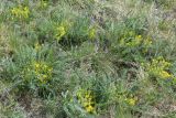 Смотреть изображение Astragalus henningii