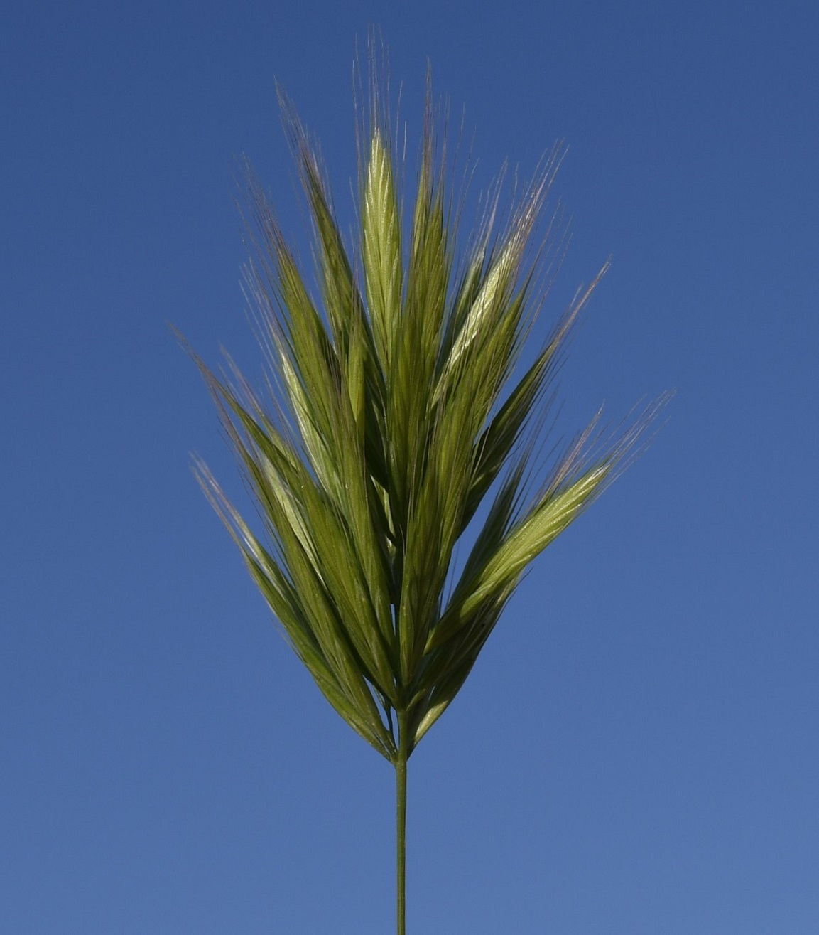 Image of Anisantha rubens specimen.