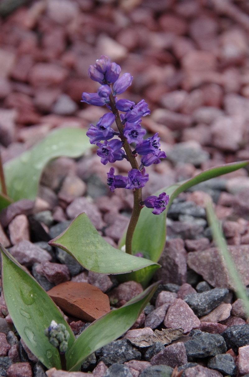 Изображение особи Hyacinthella glabrescens.