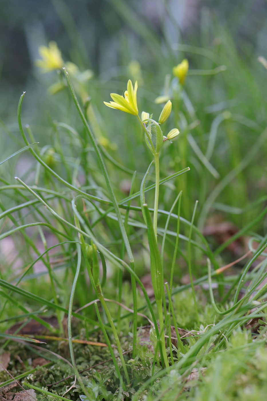 Image of Gagea chrysantha specimen.