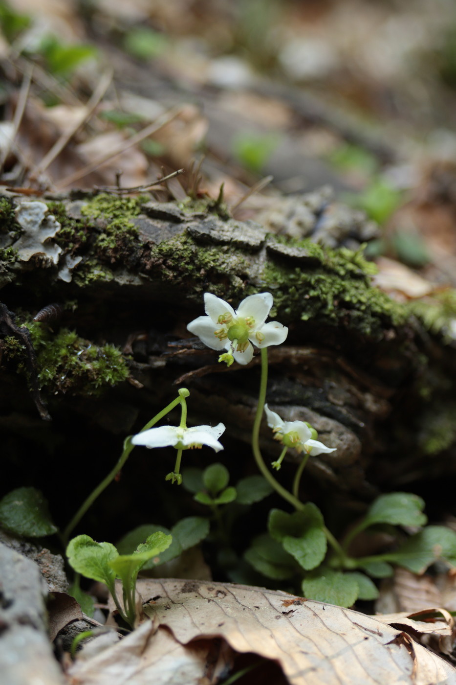 Image of Moneses uniflora specimen.