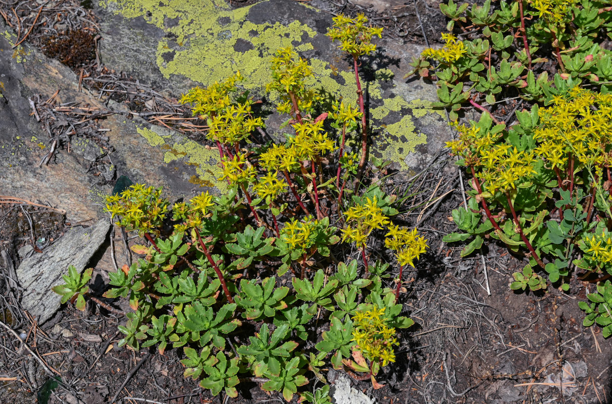 Image of Aizopsis hybrida specimen.