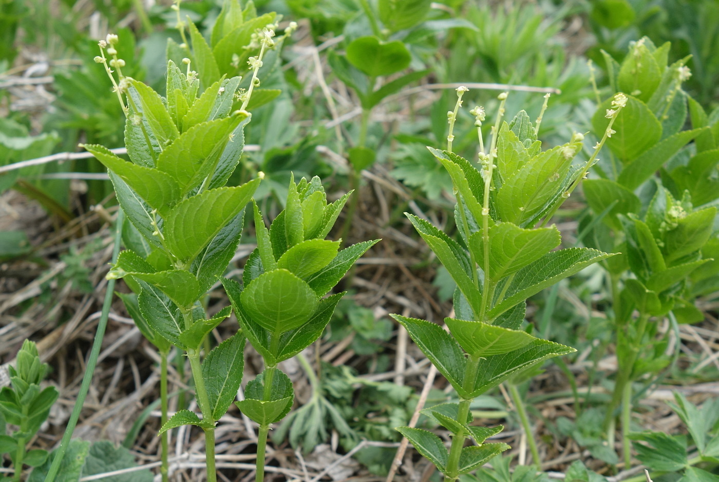 Изображение особи Mercurialis ovata.