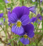 Viola tricolor