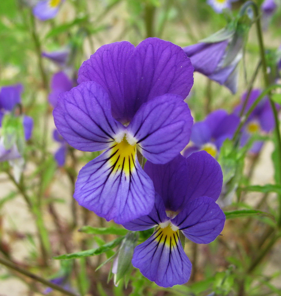 Изображение особи Viola tricolor.