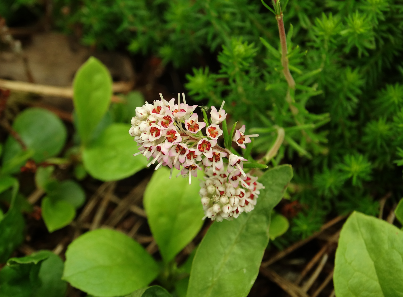 Изображение особи Bruckenthalia spiculifolia.