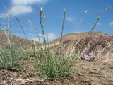 Silene fruticulosa. Цветущее растение с завязывающимися плодами. Казахстан, Мангистауская обл., Мангистауский р-н, окр. с. Шетпе; вост. оконечность гор Западного Каратау, щебенистый склон. 11 мая 2024 г.