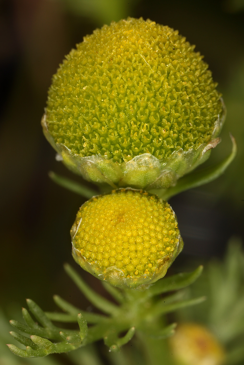 Image of Matricaria discoidea specimen.