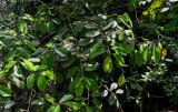 Itea chinensis