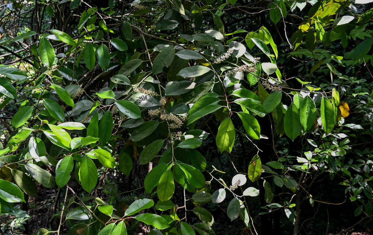 Image of Itea chinensis specimen.