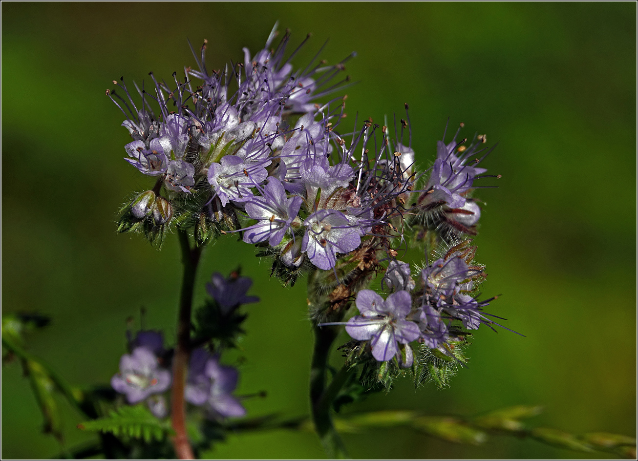 Image of Phacelia tanacetifolia specimen.