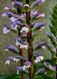 Acanthus mollis