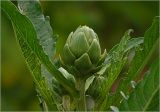 Cynara scolymus