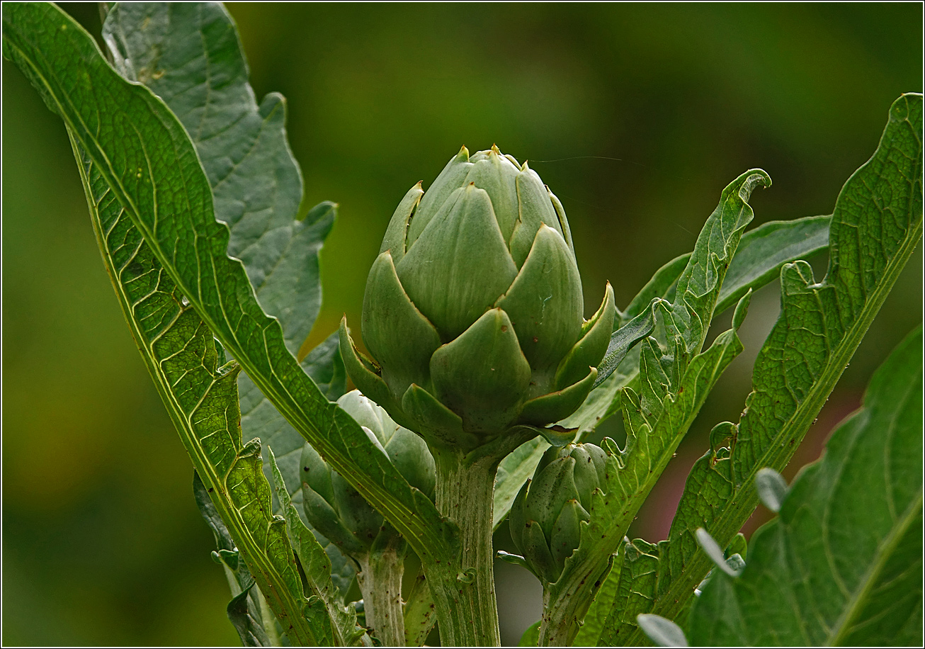 Изображение особи Cynara scolymus.