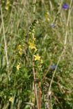 Agrimonia eupatoria. Соцветие с цветками, бутонами (вверху) и завязями. Липецкая обл., Данковский р-н, ур. Осиновский лес, луг у подножия склона ниже леса. 1 августа 2024 г.