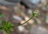 Anemonastrum sibiricum