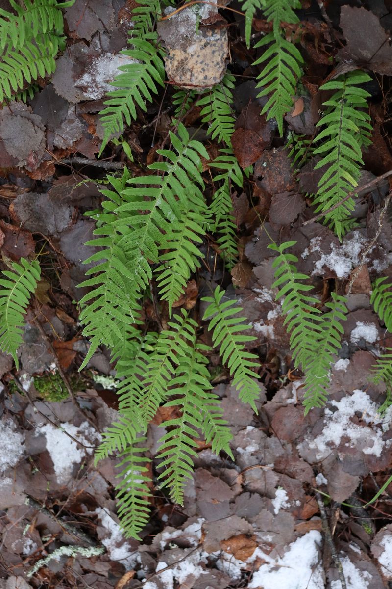 Image of Polypodium vulgare specimen.