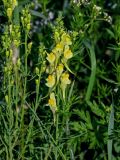 Linaria vulgaris. Верхушка побега с соцветием (рядом видны побеги Galium). Ярославская обл., г. Ярославль, устье р. Которосль, луг. 02.07.2024.