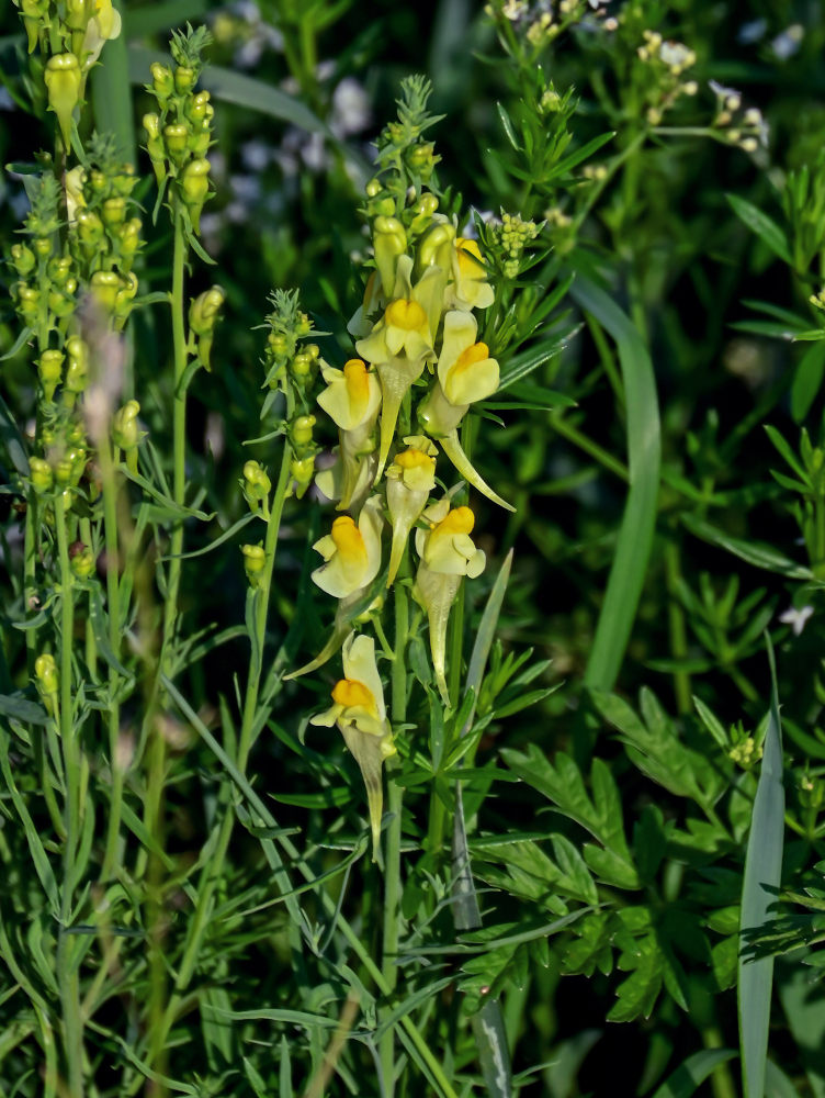 Image of Linaria vulgaris specimen.