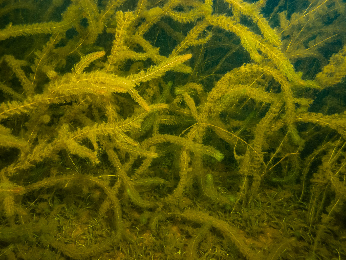 Image of Myriophyllum verticillatum specimen.