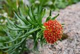 Rhodiola linearifolia. Верхушка цветущего растения. Казахстан, Тянь-Шань, хр. Заилийский Алатау, Малое Алматинское ущ., пер. Талгар, ≈ 3200 м н.у.м., альпийский луг на склоне. 25 июля 2024 г.