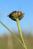 Leucanthemum ircutianum. Верхушка побега с отцветающим соцветием (вид со стороны обёртки). Беларусь, Витебская обл., окр. пос. Езерище, выкашиваемый суходольный луг. 14.07.2024.