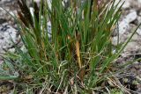 Trisetum spicatum. Прикорневая часть растения. Казахстан, Заилийский Алатау в окр. г. Алматы, Большое Алматинское ущ., р-н Космостанции, ≈3500 м н.у.м., скопление гранитного мелкозёма у ручья. 27 июля 2024 г.