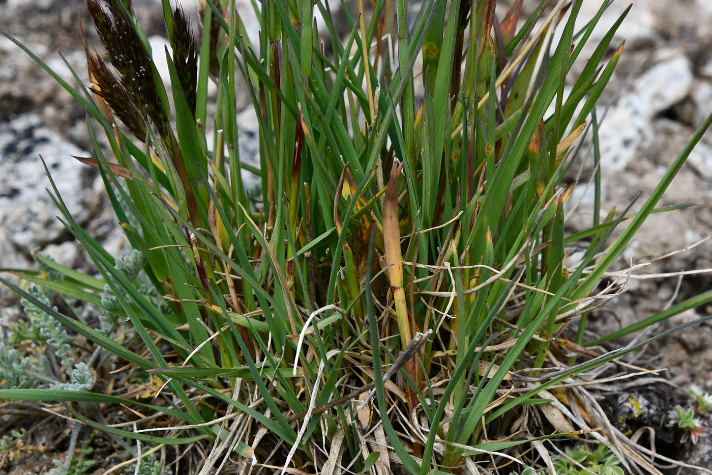 Изображение особи Trisetum spicatum.