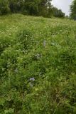 Polemonium caucasicum. Цветущие растения. Чечня, Шаройский р-н, 400 м от с. Хакмадой, выс. ок. 1720 м н.у.м., лиственный лес между с. Хакмадой и хутором Хочелдой, луг на поляне. 2 июля 2024 г.