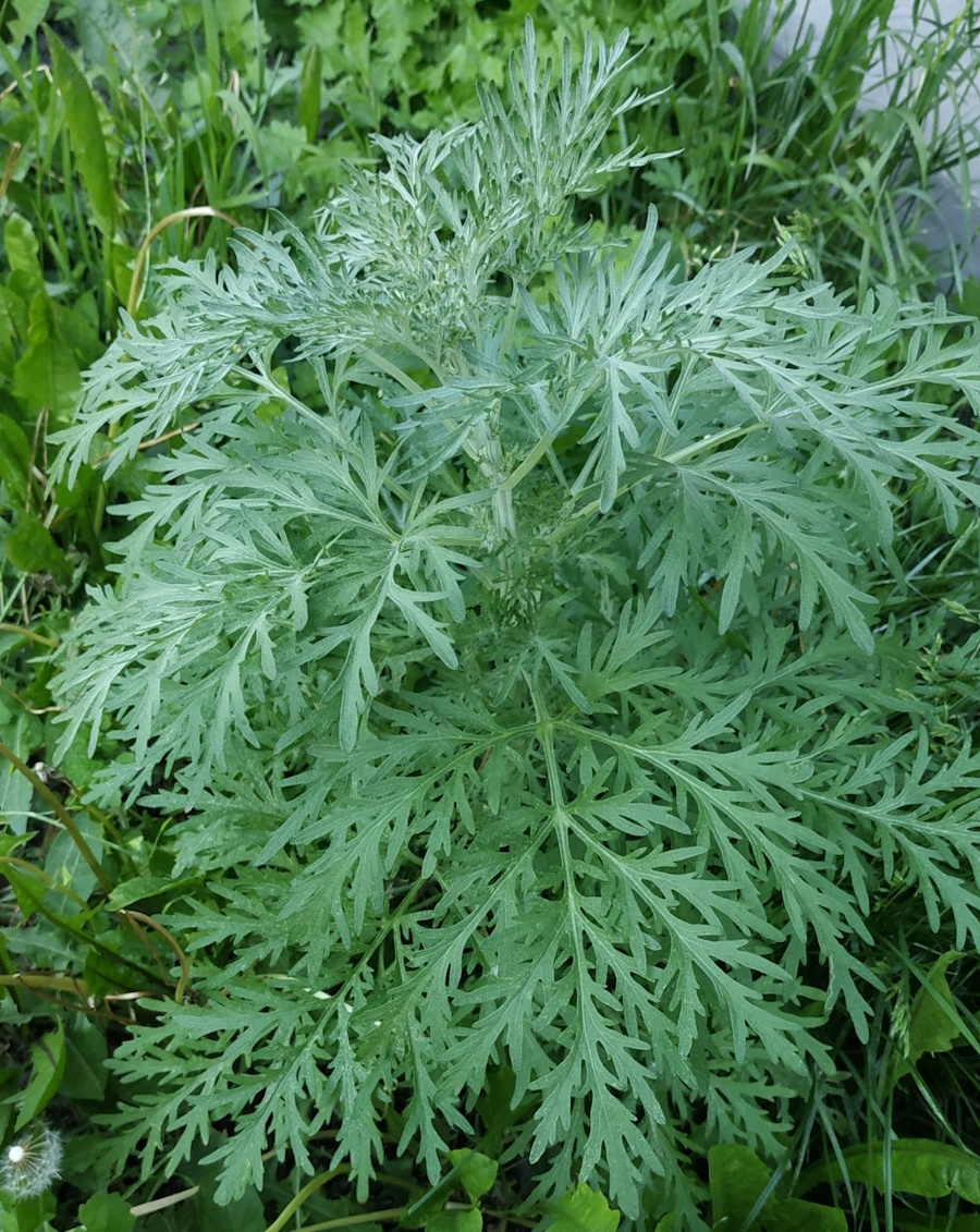 Изображение особи Artemisia sieversiana.