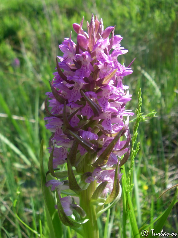 Image of Dactylorhiza incarnata specimen.