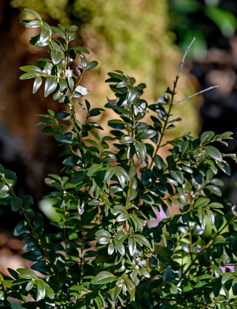Image of Buxus colchica specimen.