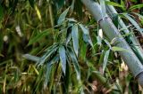 View full-size image genus Phyllostachys