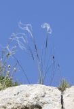 View full-size image Stipa pulcherrima