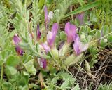 Смотреть изображение Astragalus testiculatus