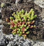 Sedum acre