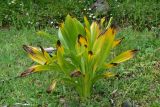View full-size image Colchicum speciosum