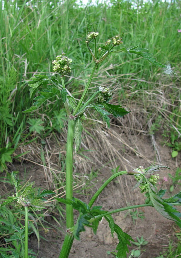 Image of Anthriscus sylvestris specimen.