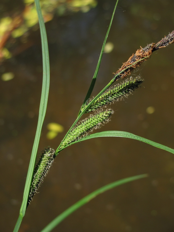 Image of Carex acuta specimen.