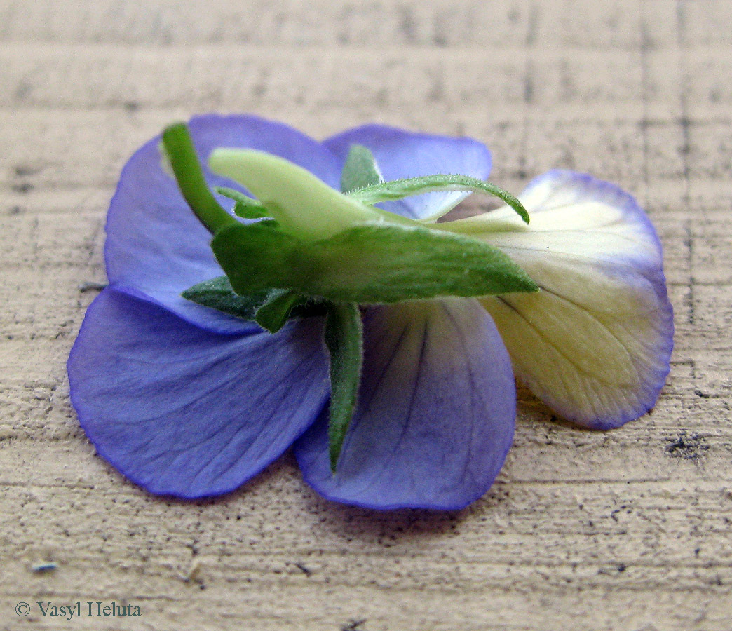 Image of Viola tricolor specimen.