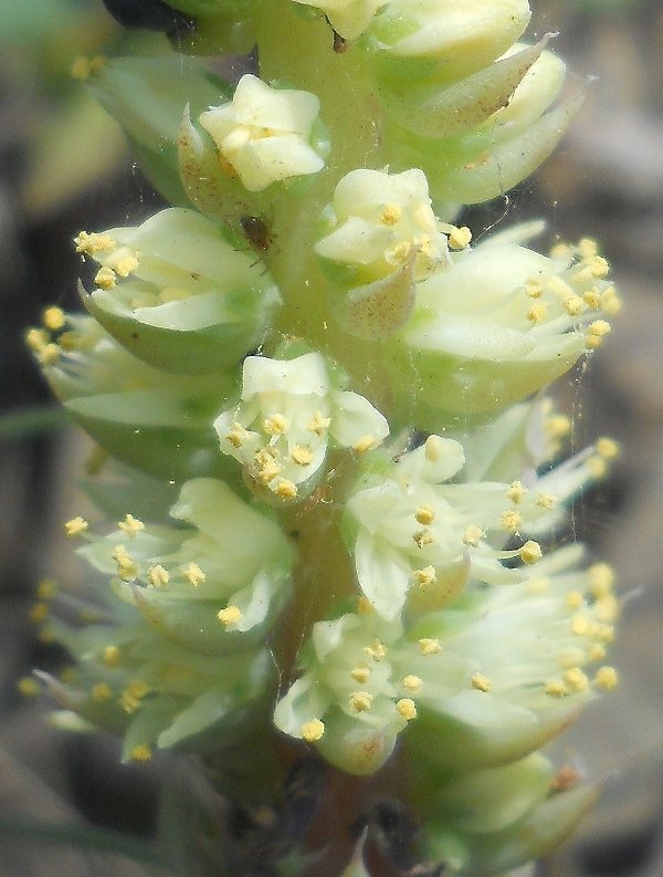 Image of Orostachys spinosa specimen.