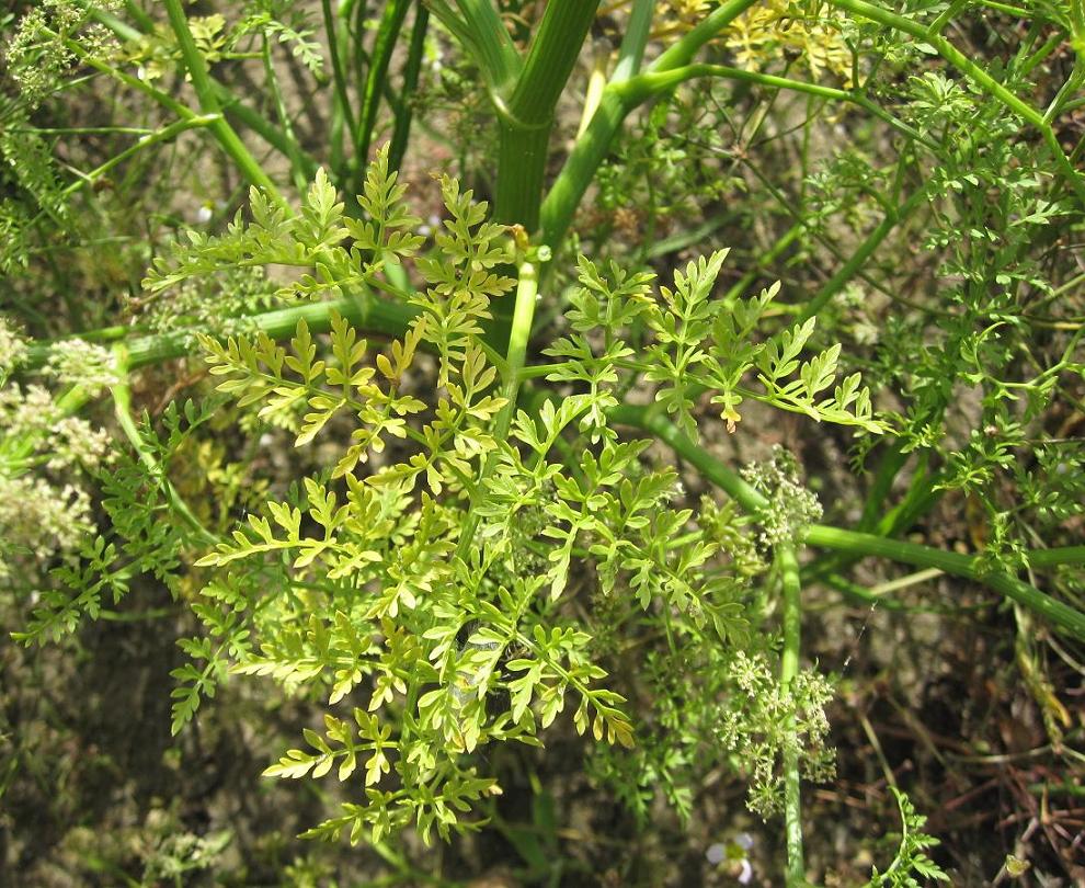 Image of Oenanthe aquatica specimen.