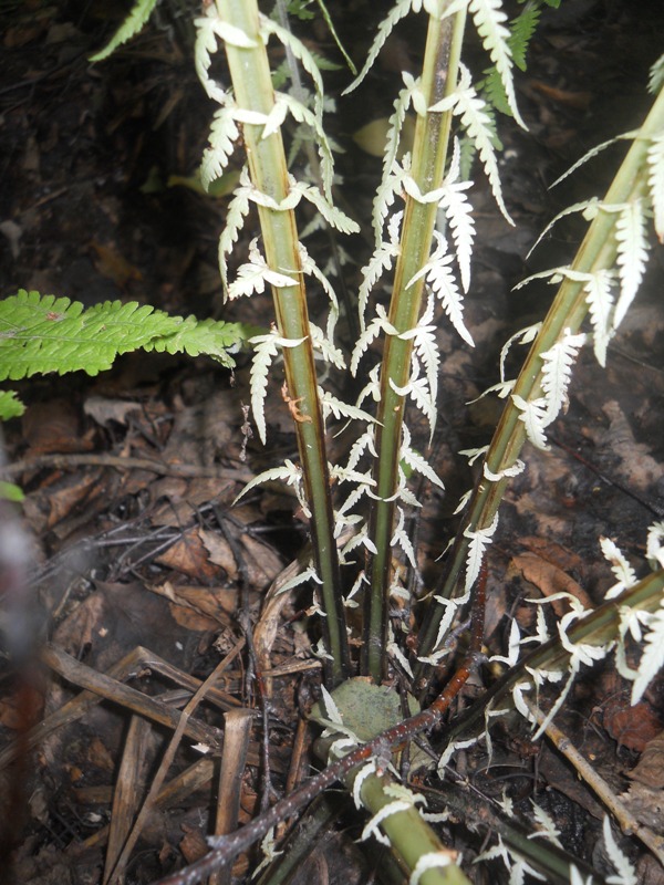 Image of Matteuccia struthiopteris specimen.