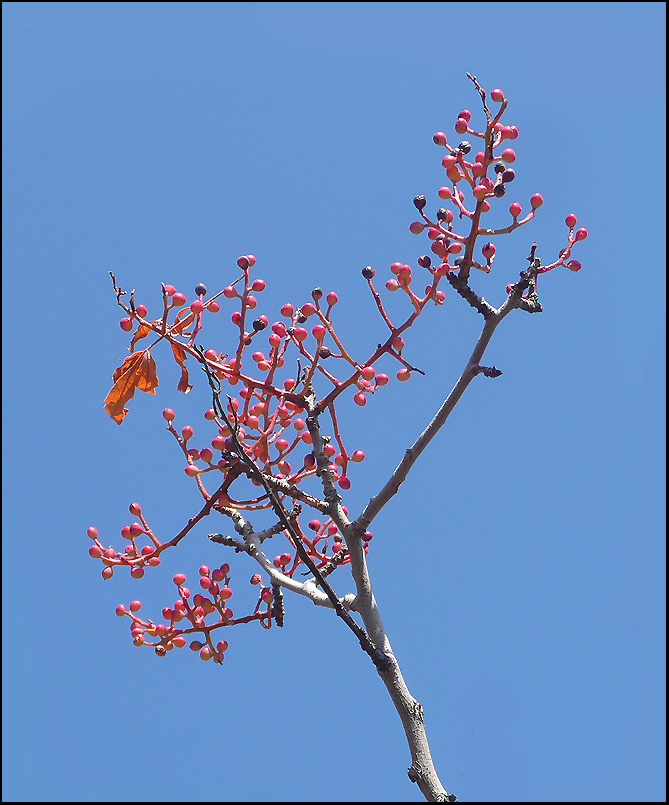 Image of Pistacia mutica specimen.