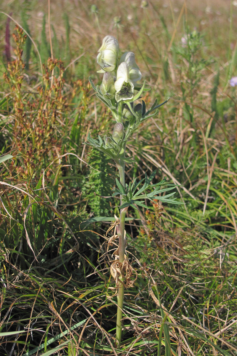 Image of Aconitum confertiflorum specimen.